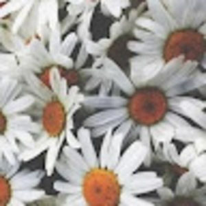 Meet your Posher, Mary kiley